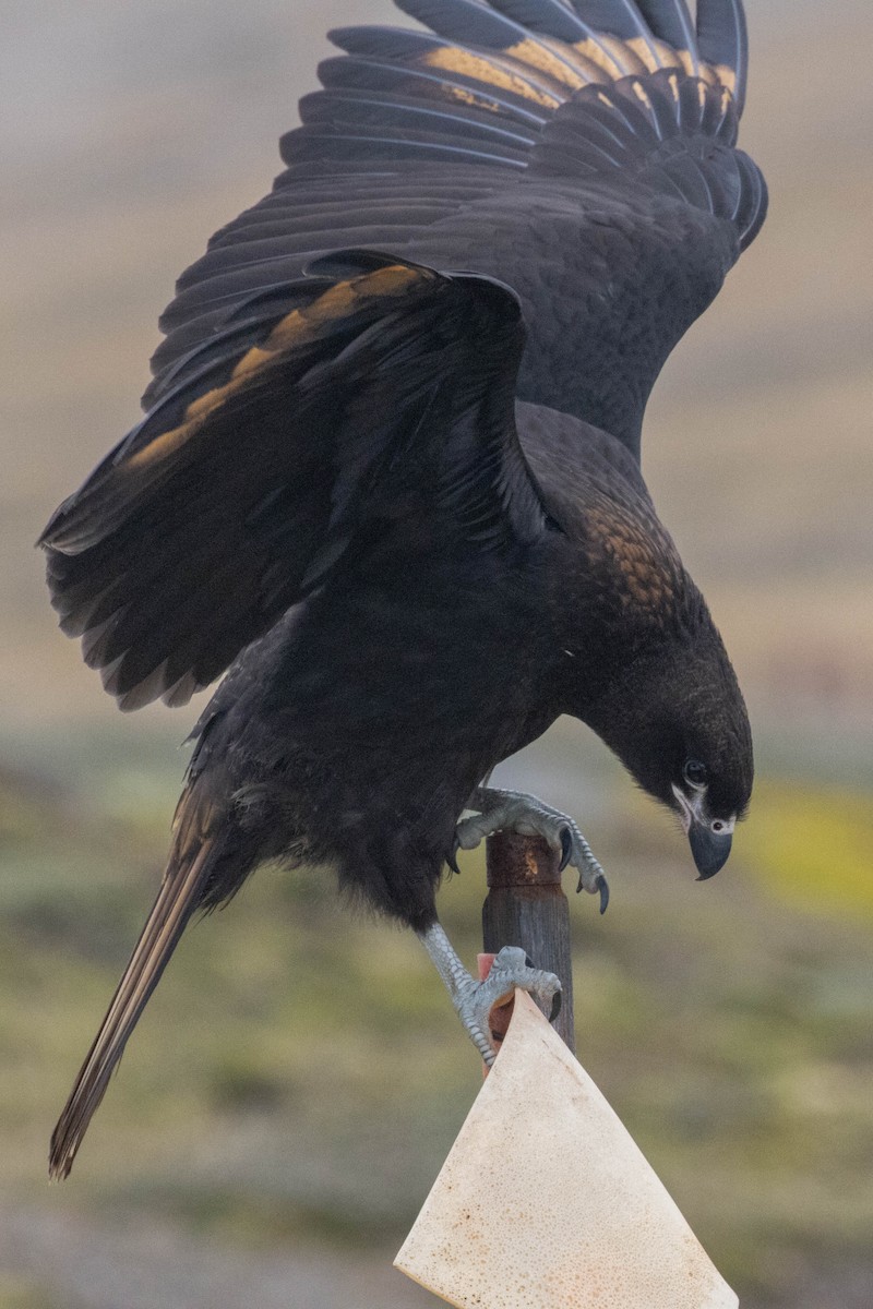 Striated Caracara - ML637094825
