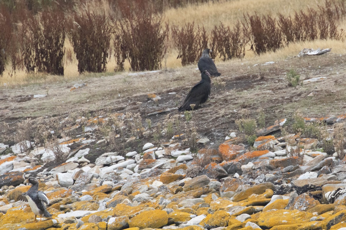 Striated Caracara - ML637094826