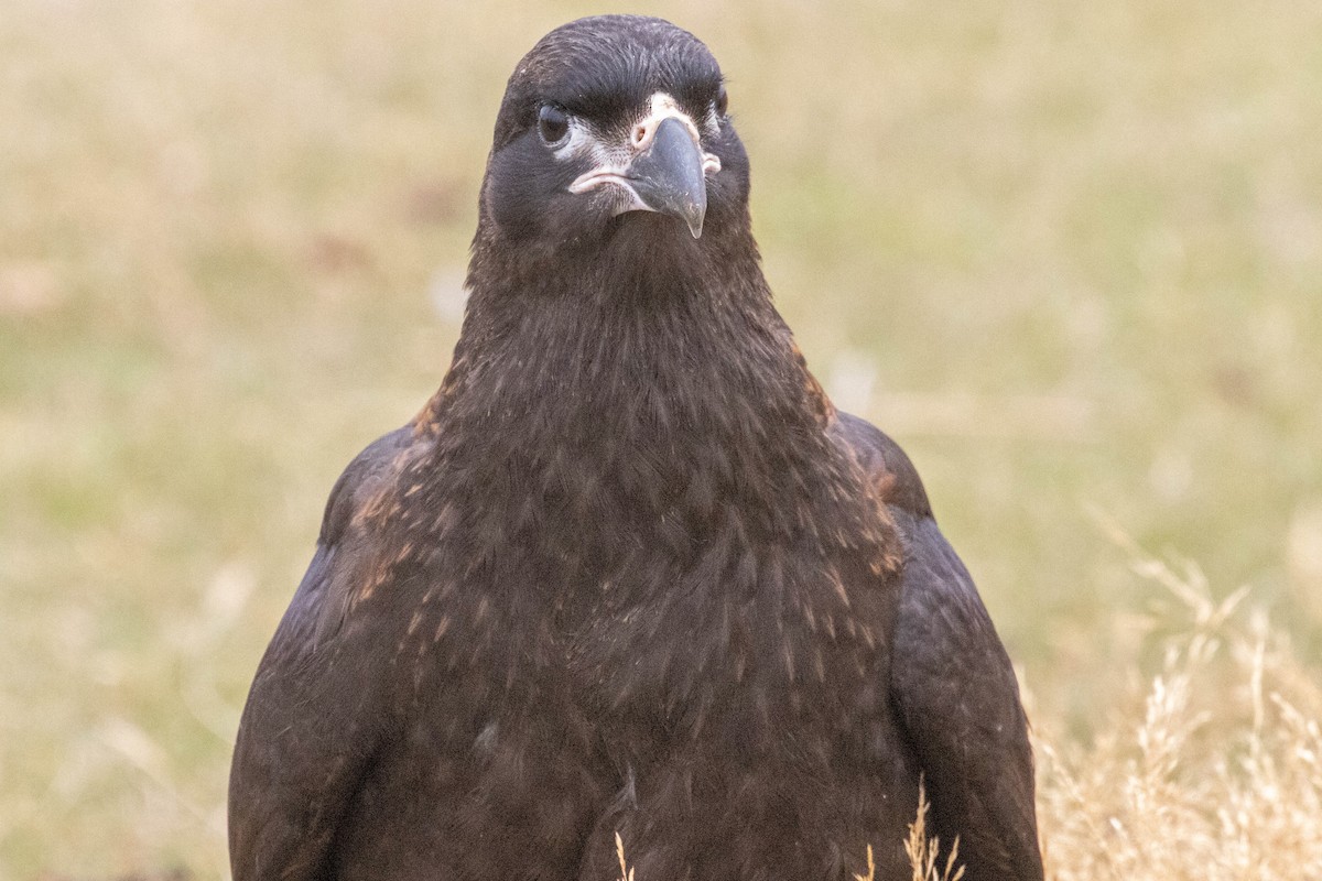 Striated Caracara - ML637094828