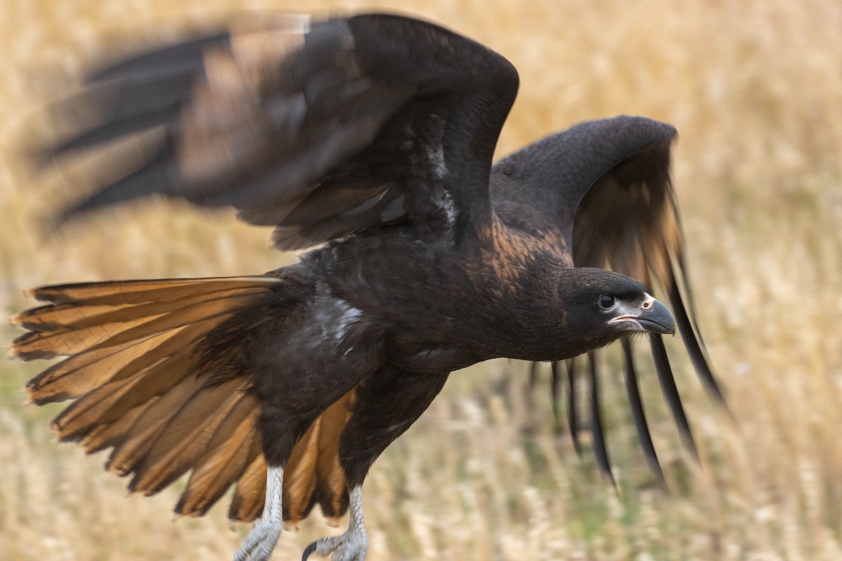 Striated Caracara - ML637094829