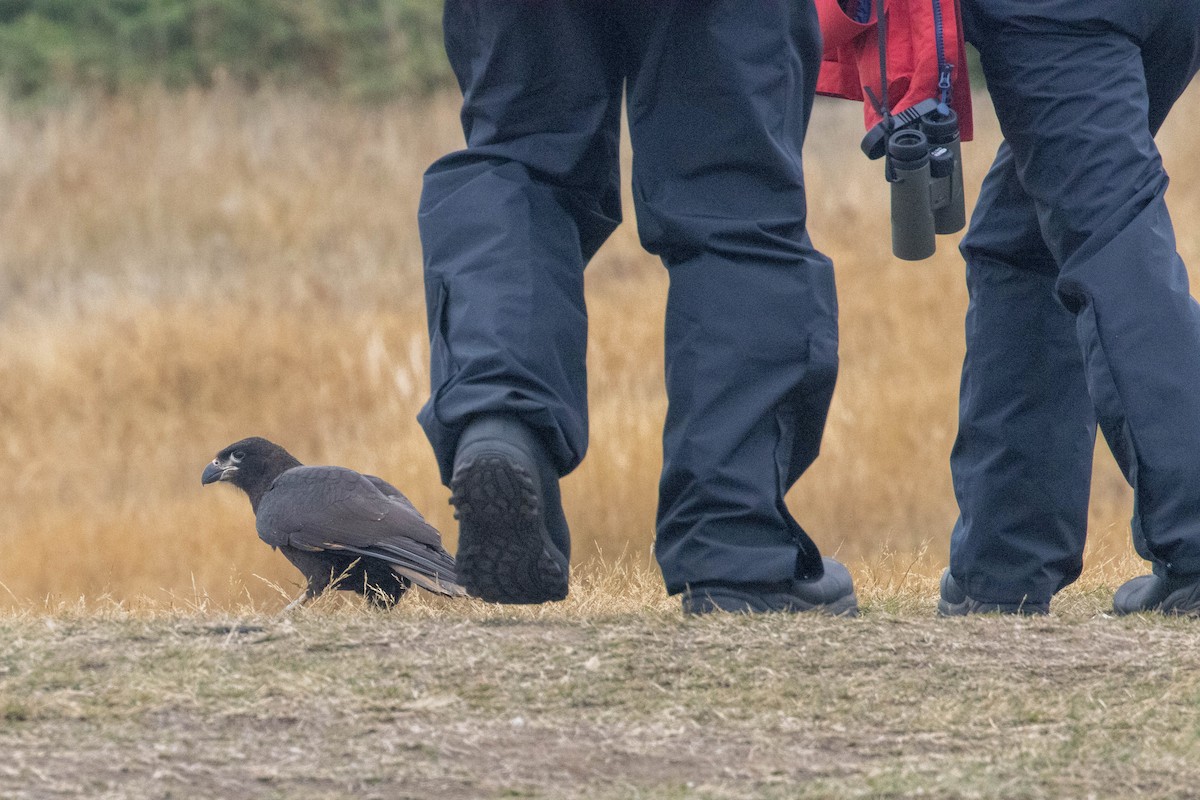 Striated Caracara - ML637094830