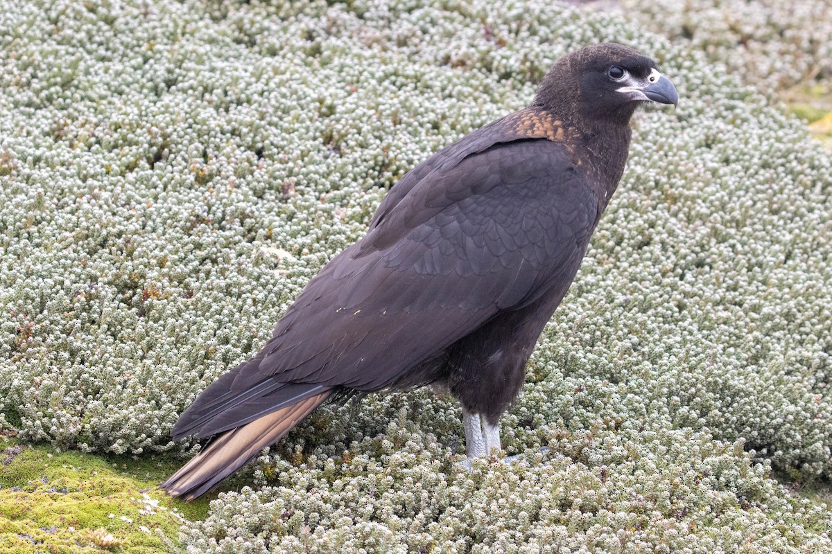 Striated Caracara - ML637094831