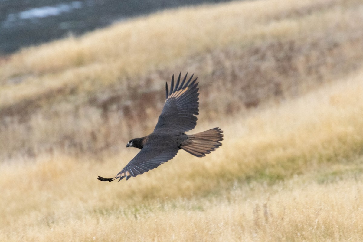 Striated Caracara - ML637094832