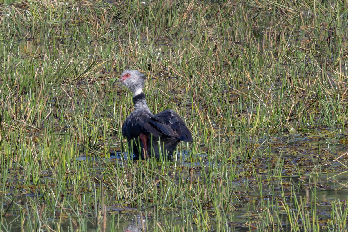 Southern Screamer - ML637094833