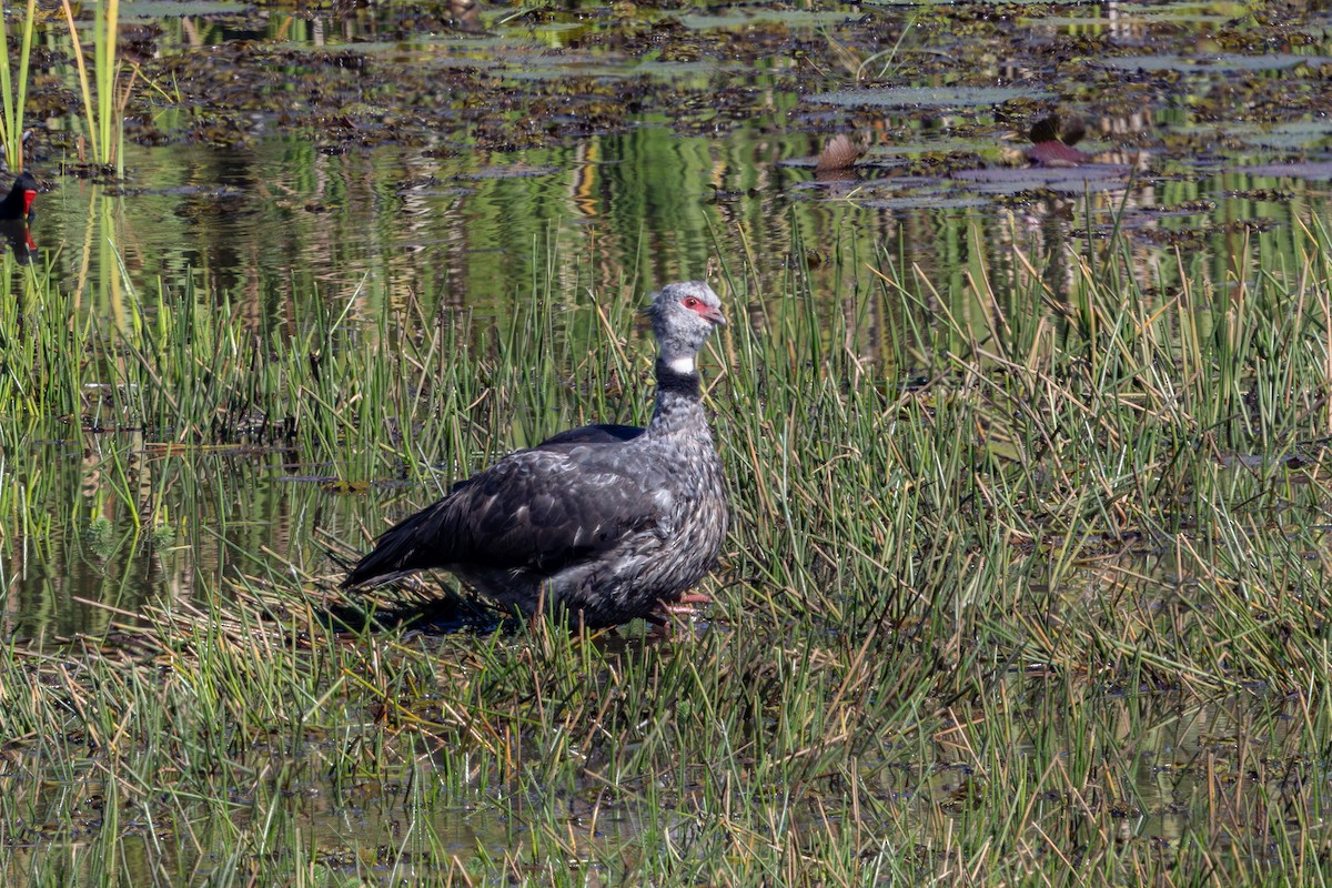 Southern Screamer - ML637094834