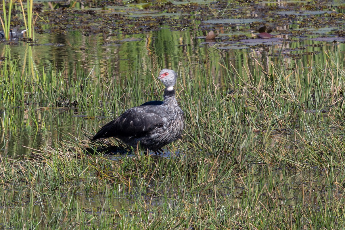 Southern Screamer - ML637094835