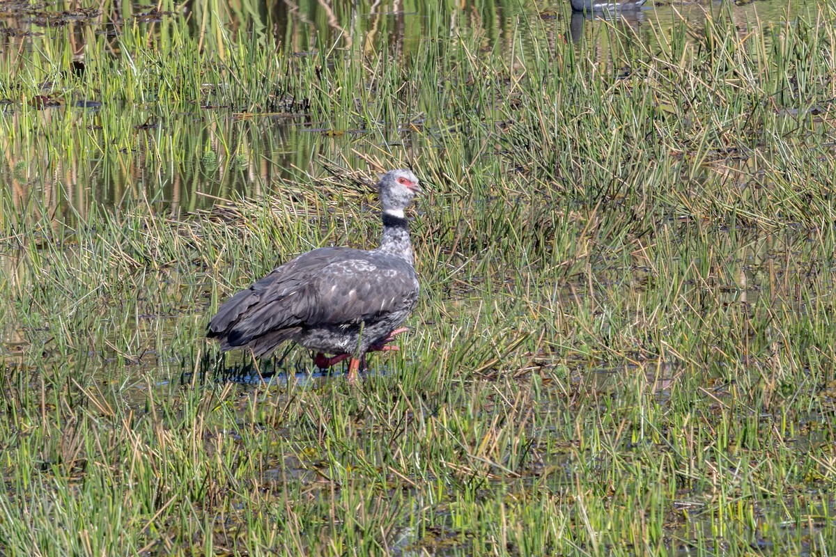 Southern Screamer - ML637094836