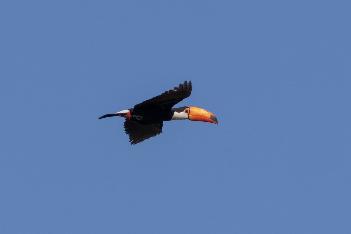 Toco Toucan - ML637094843