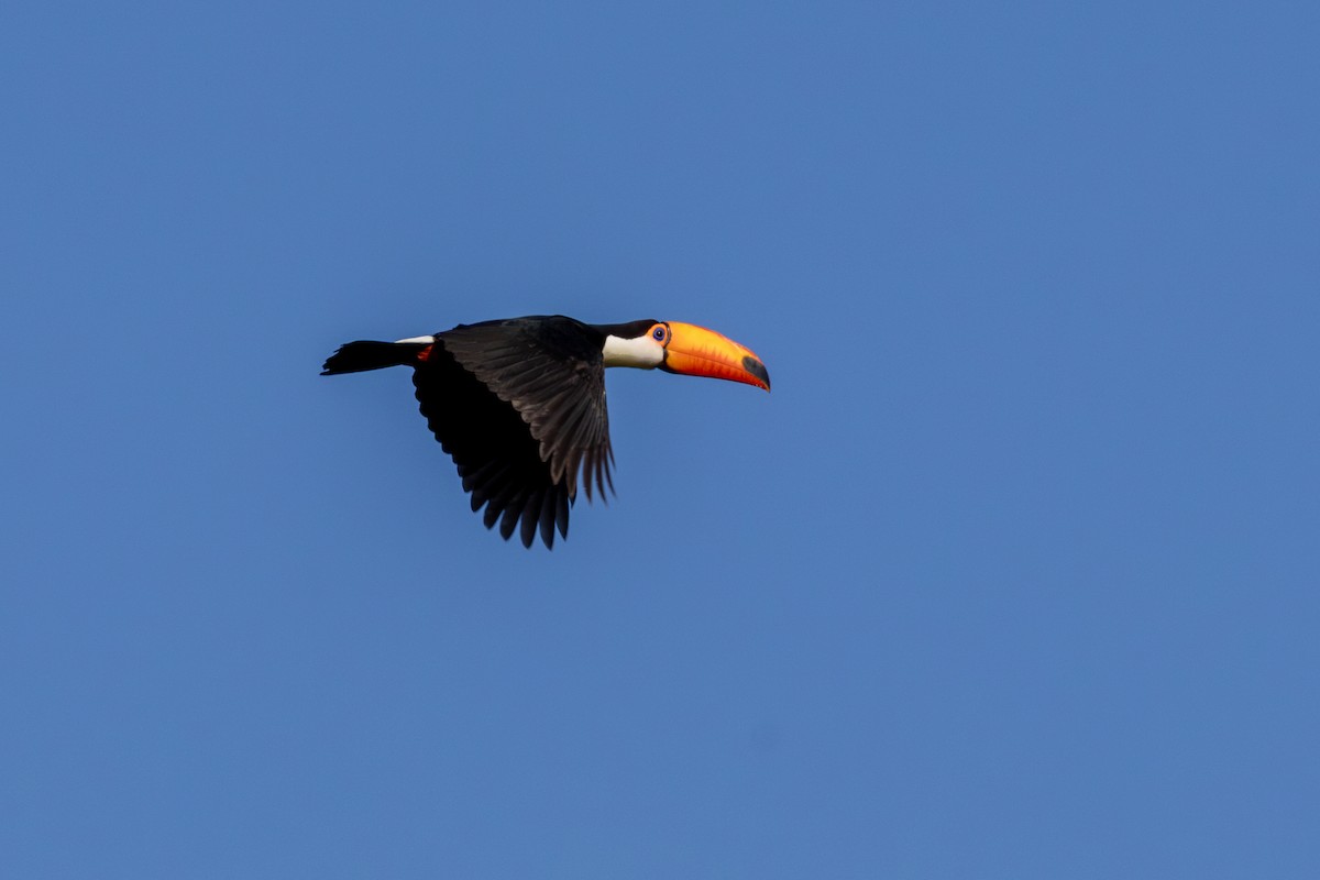 Toco Toucan - ML637094844