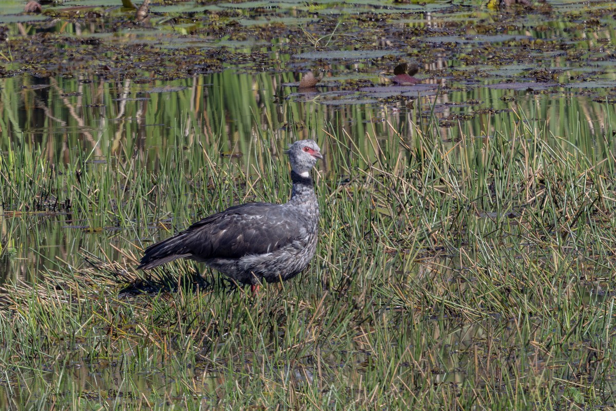 Southern Screamer - ML637094847