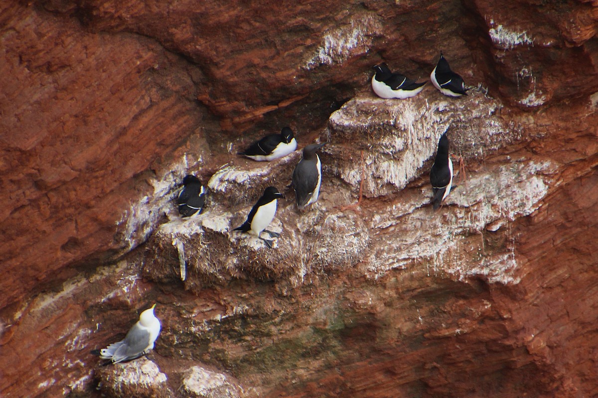 Razorbill - ML637094896