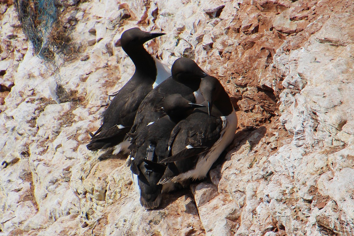 Common Murre - ML637094912