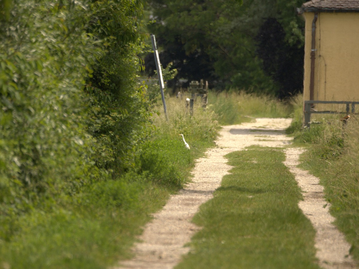 Western Cattle-Egret - ML637094919