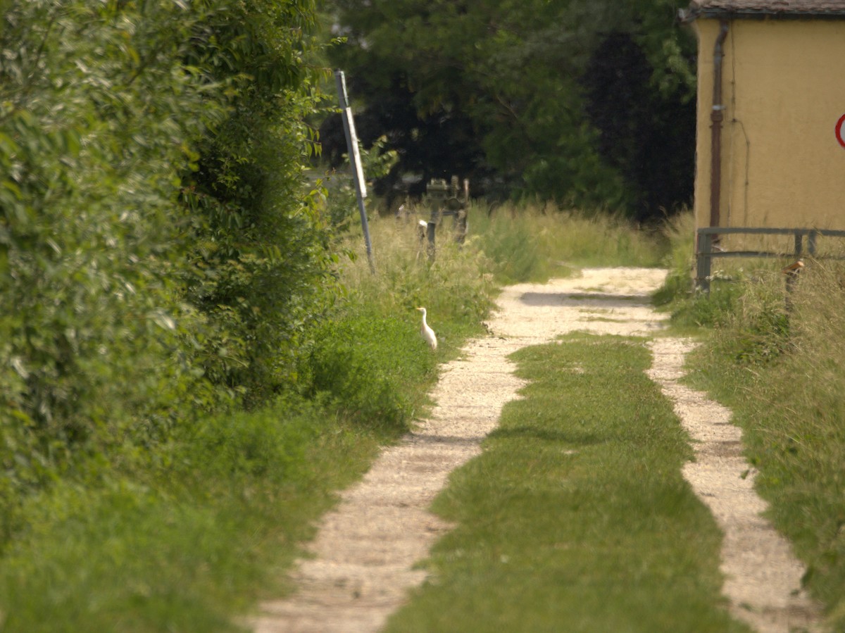 Western Cattle-Egret - ML637094920