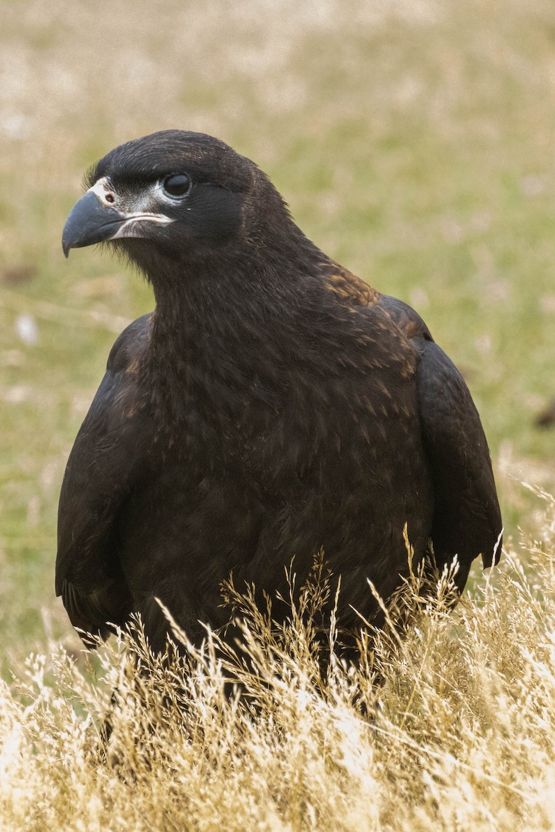 Striated Caracara - ML637094923