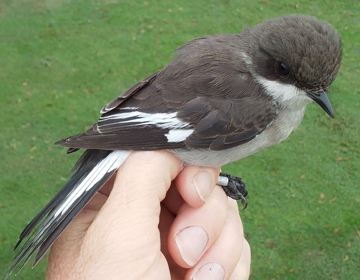 Fiscal Flycatcher - ML637094927