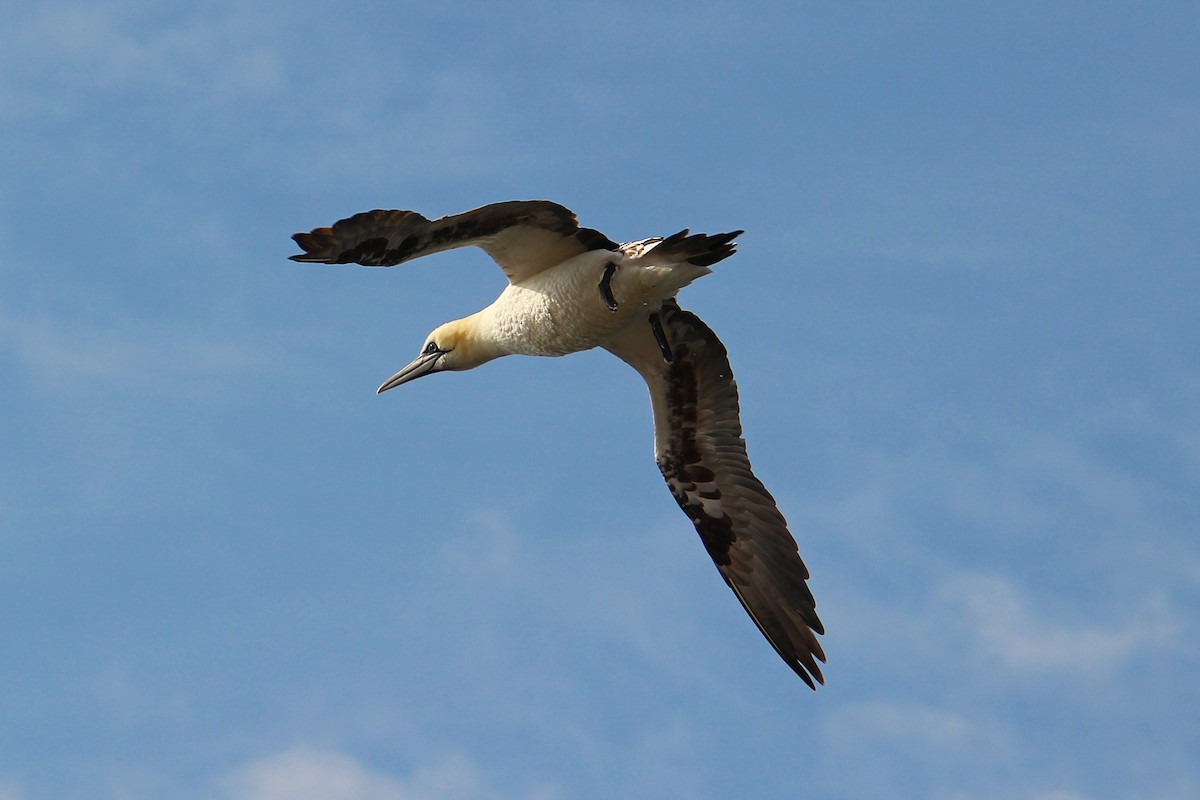 Northern Gannet - ML637094952