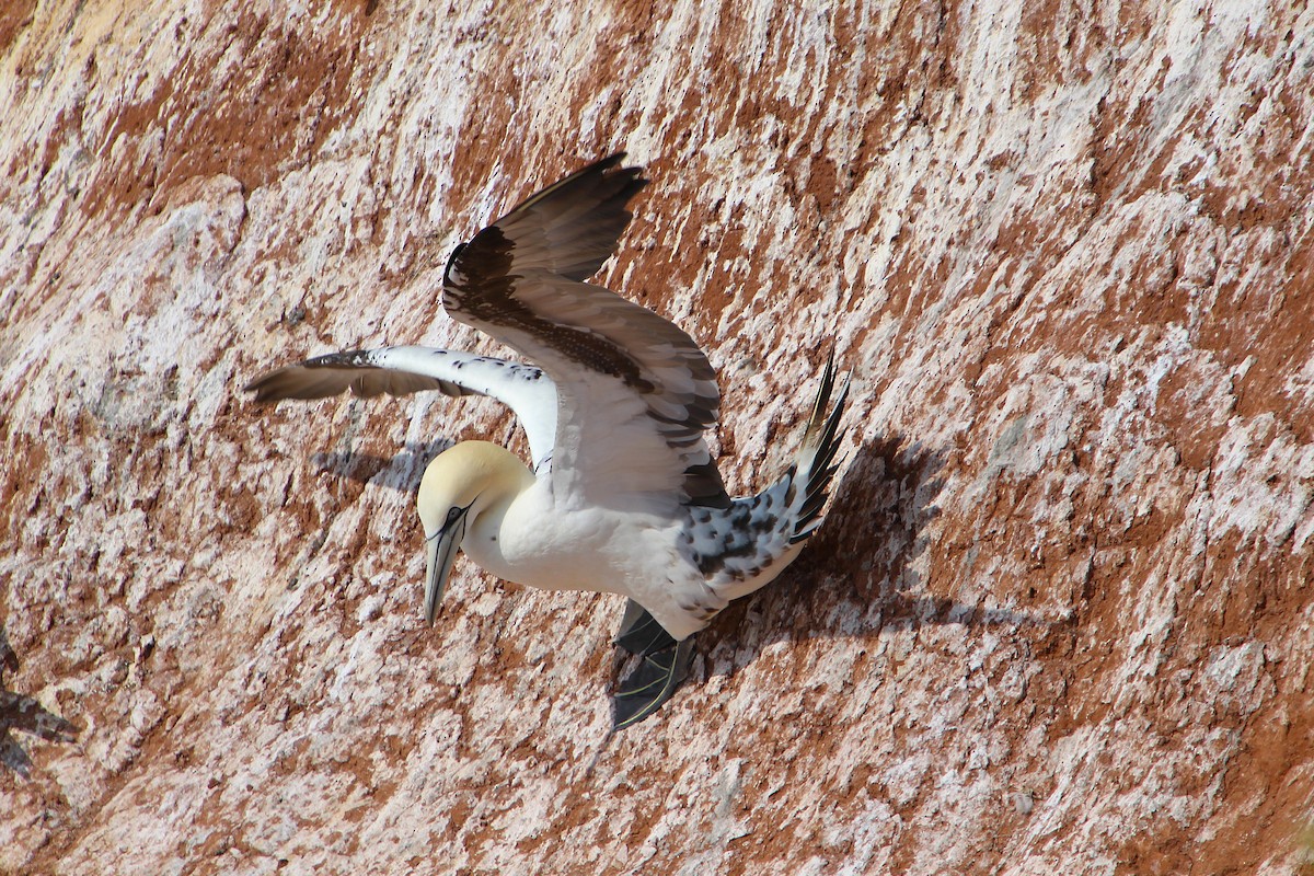 Northern Gannet - ML637094953