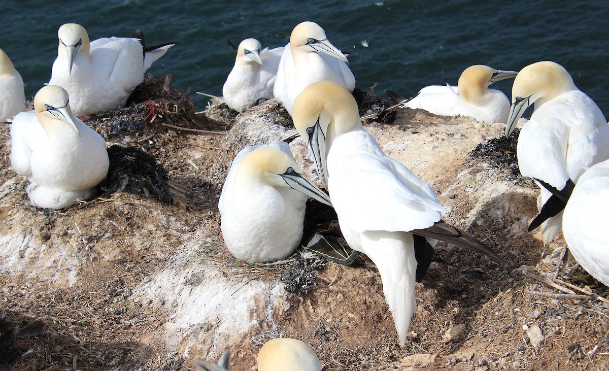 Northern Gannet - ML637094954