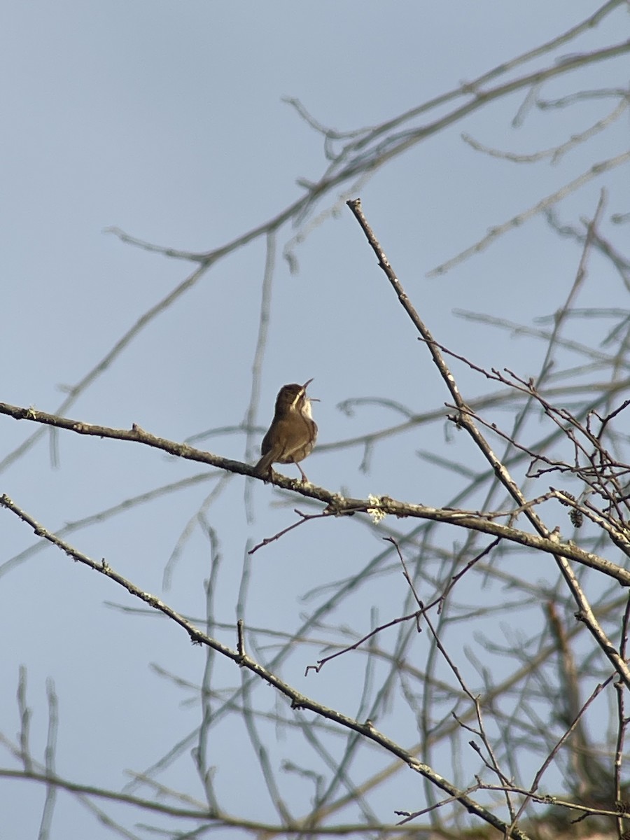 Bewick's Wren - ML637094967
