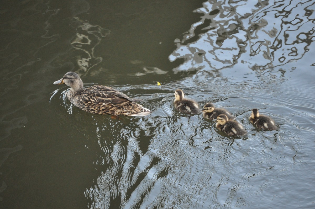 Mallard - ML637094988