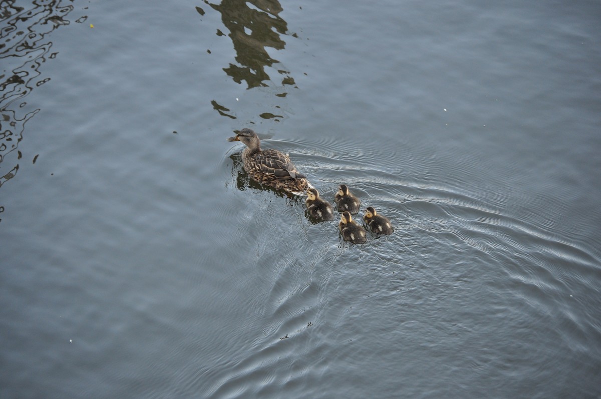 Mallard - ML637094989