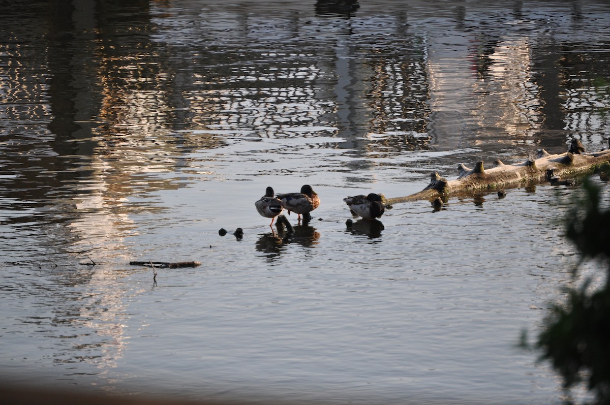 Mallard - ML637094990