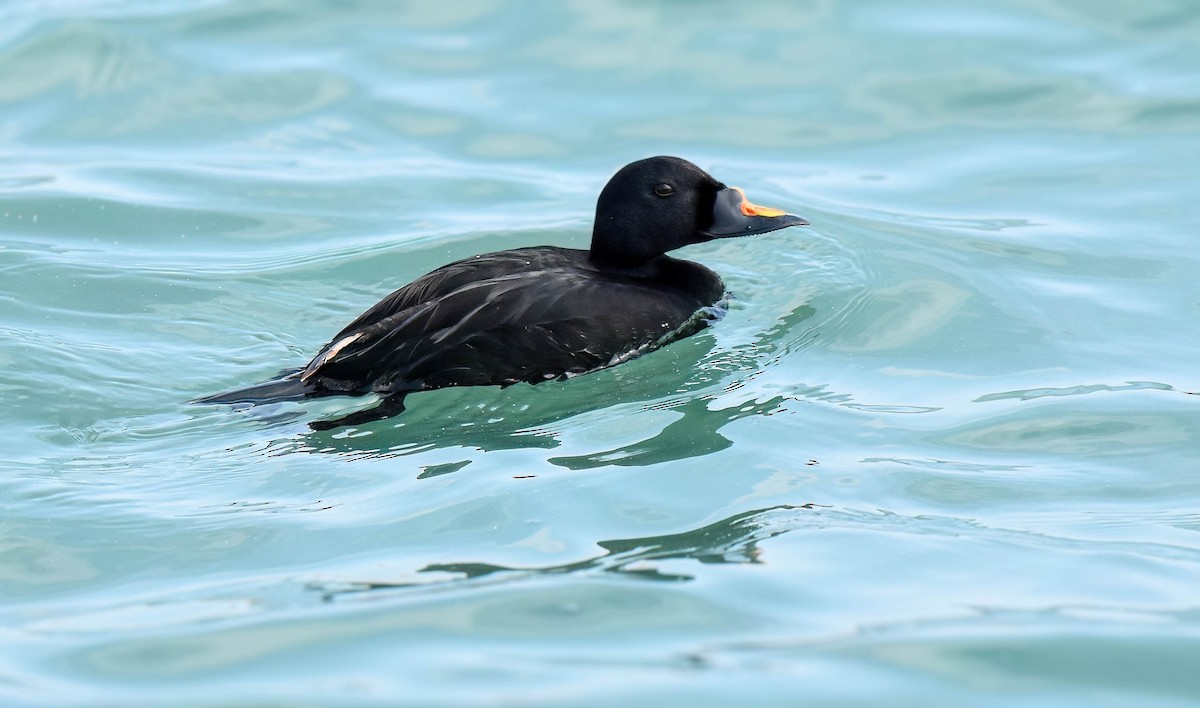 Common Scoter - ML637094992
