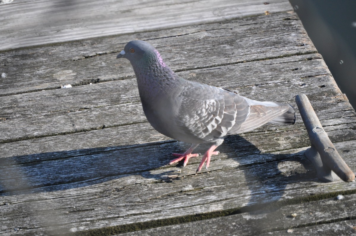Rock Pigeon (Feral Pigeon) - ML637095009