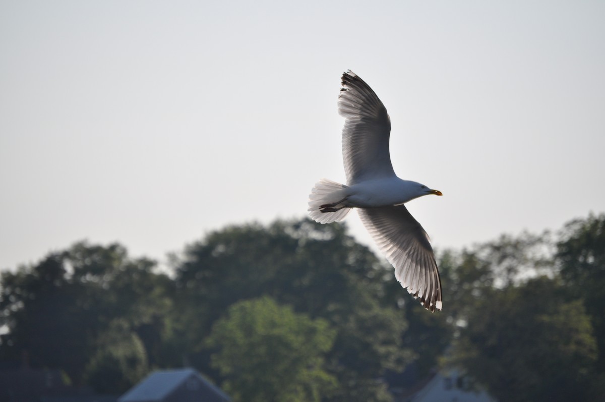 American Herring Gull - ML637095055