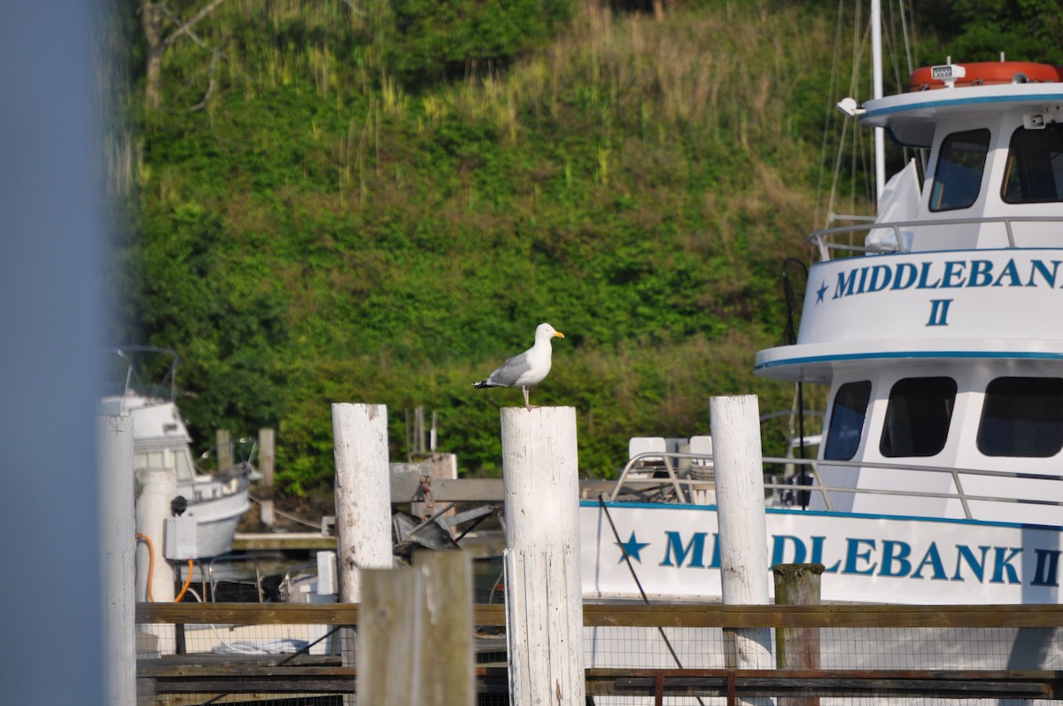 American Herring Gull - ML637095075
