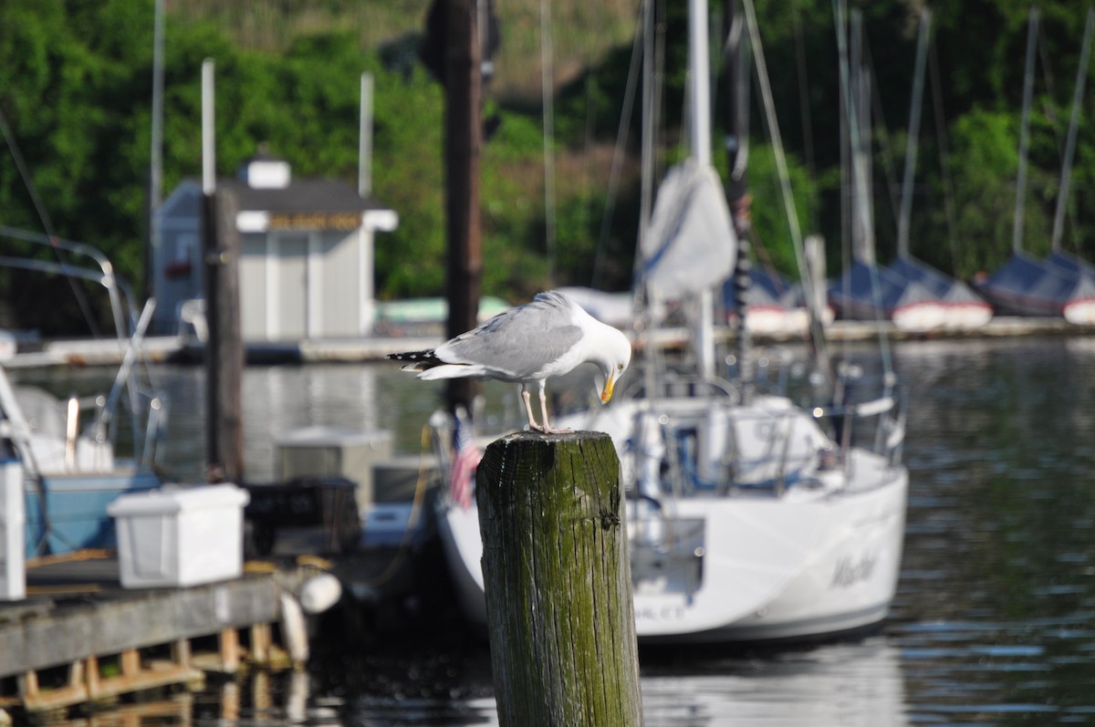 American Herring Gull - ML637095076