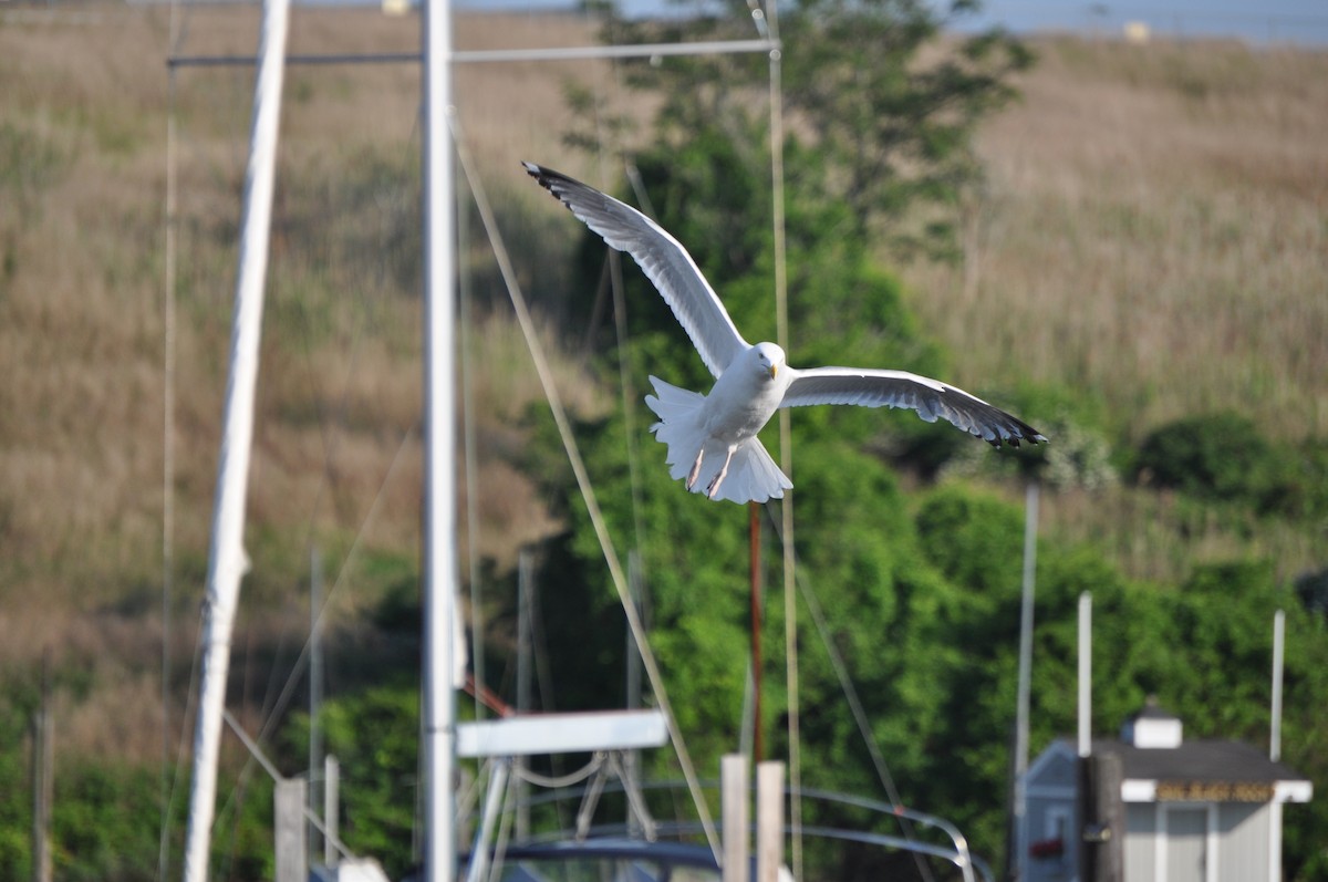 American Herring Gull - ML637095077