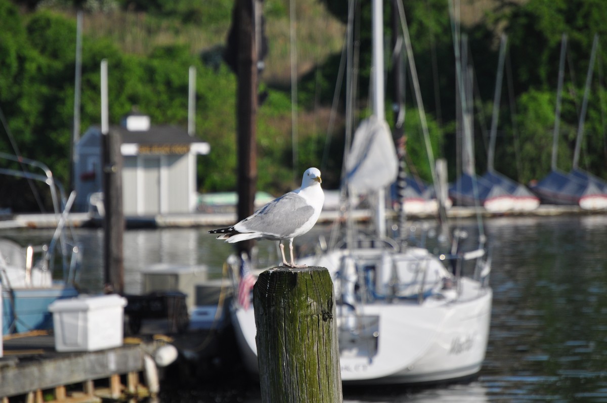 American Herring Gull - ML637095078