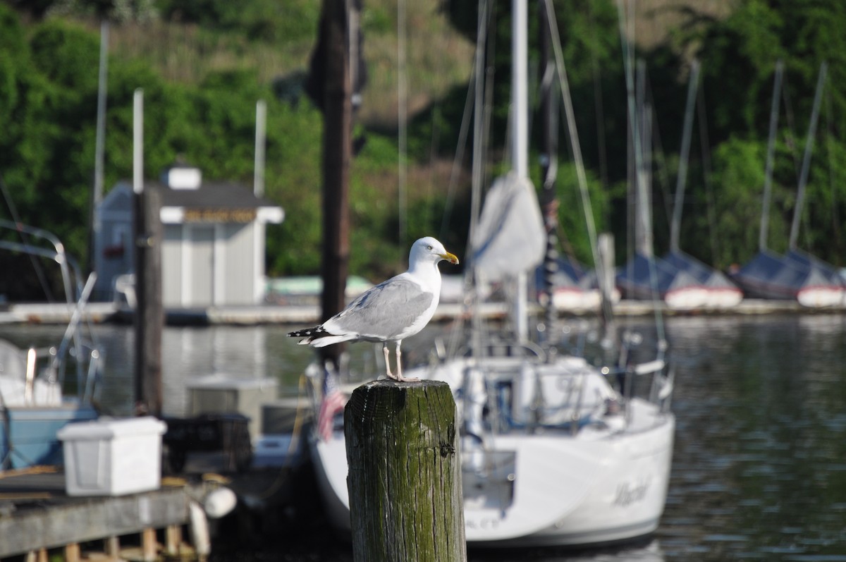 American Herring Gull - ML637095079