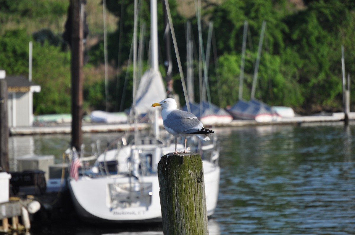 American Herring Gull - ML637095082