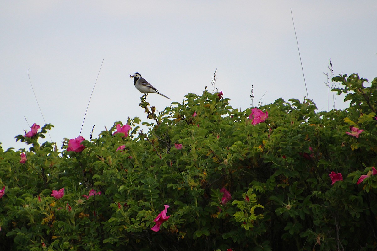 White Wagtail - ML637095162