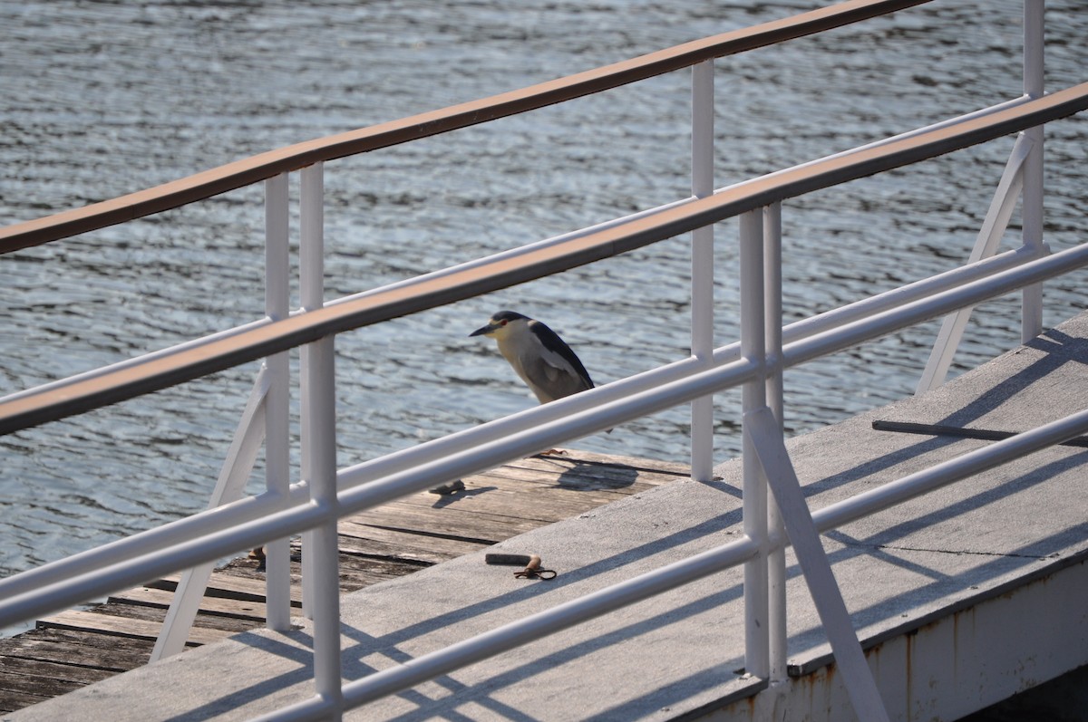 Black-crowned Night Heron - ML637095163