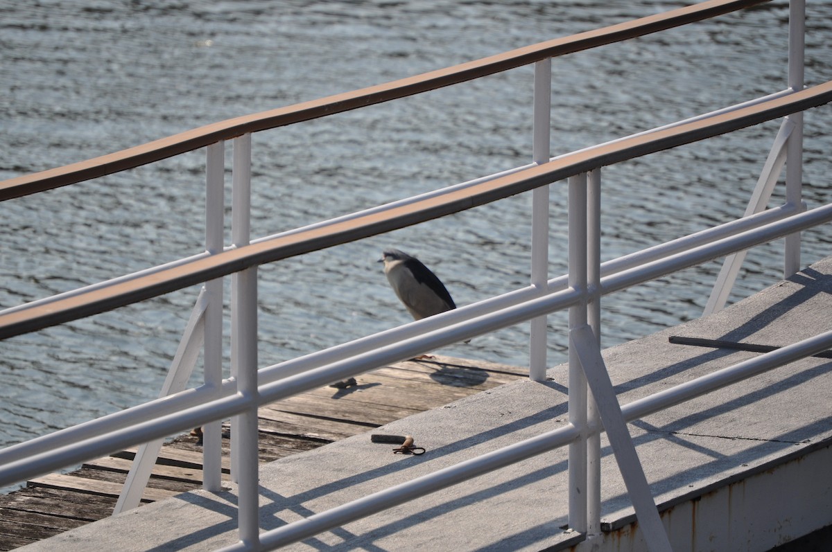 Black-crowned Night Heron - ML637095164