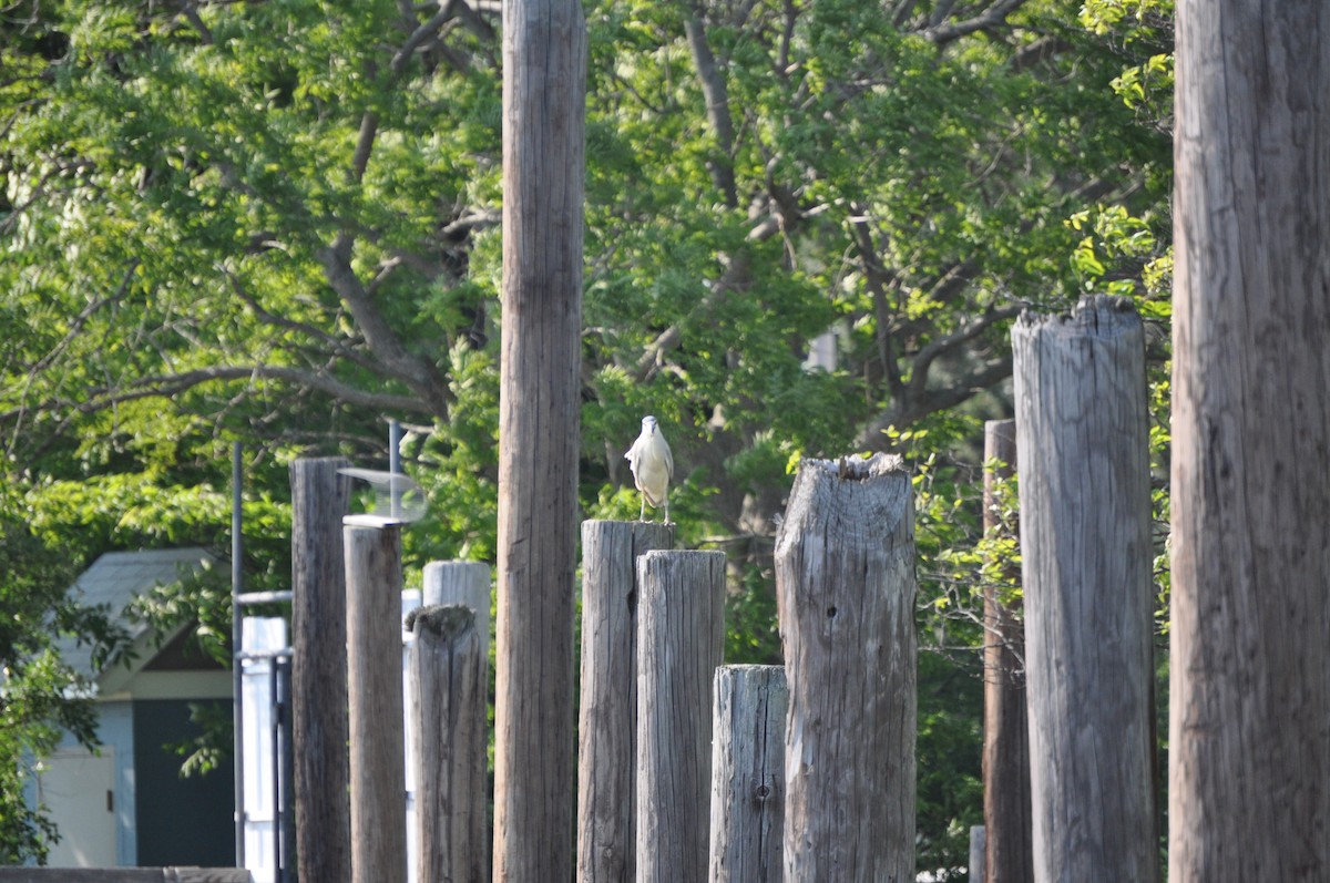 Black-crowned Night Heron - ML637095166