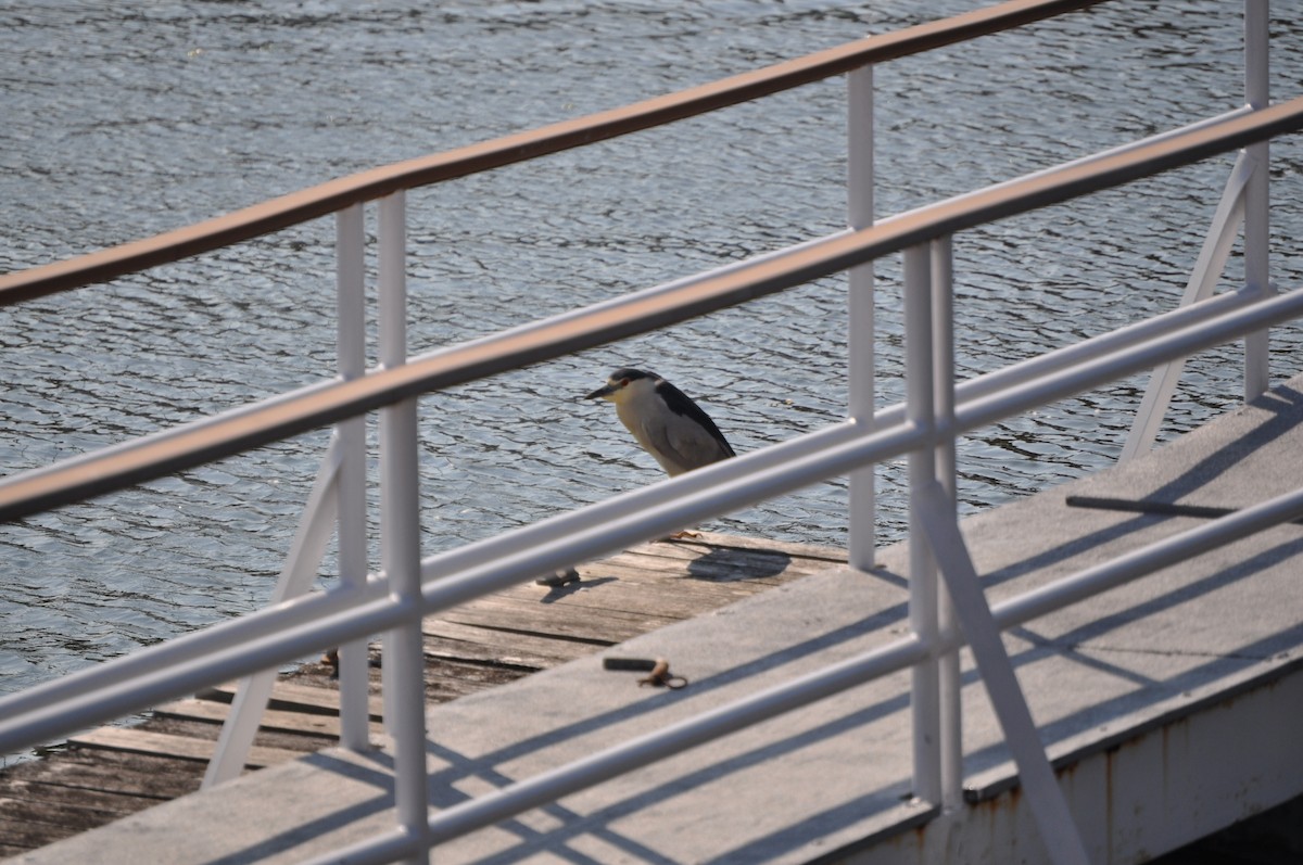 Black-crowned Night Heron - ML637095167