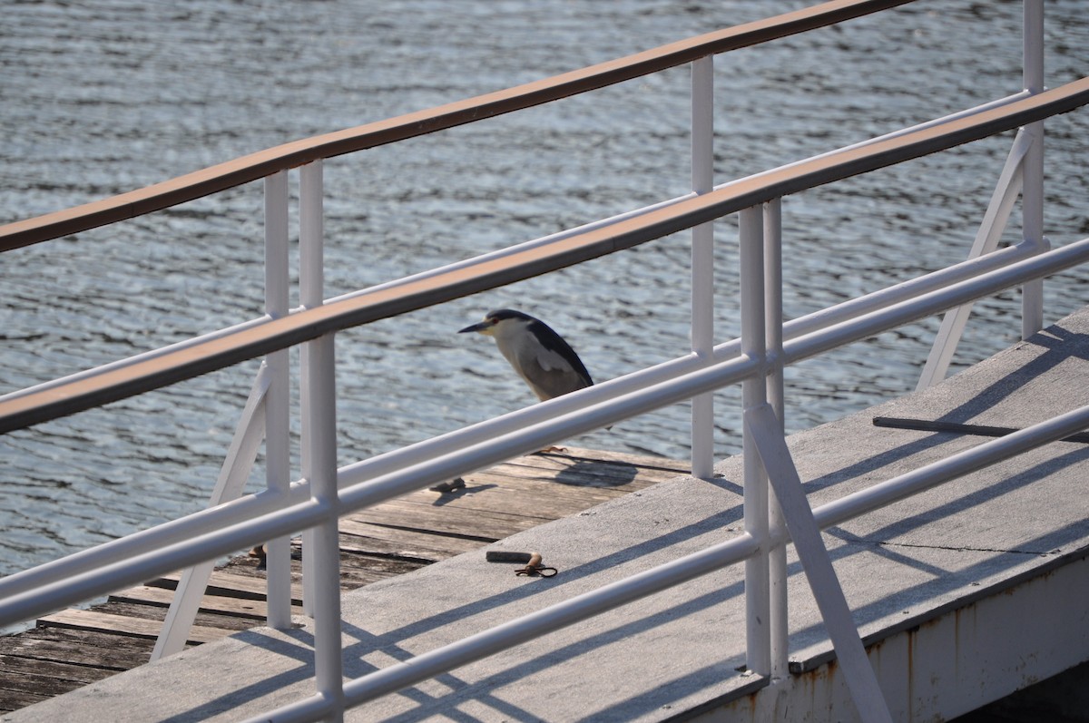 Black-crowned Night Heron - ML637095168
