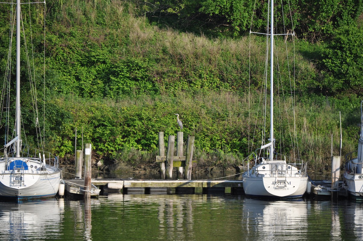 Great Blue Heron - ML637095169