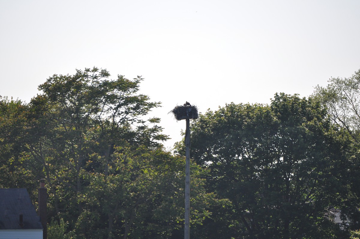 Osprey - ML637095187