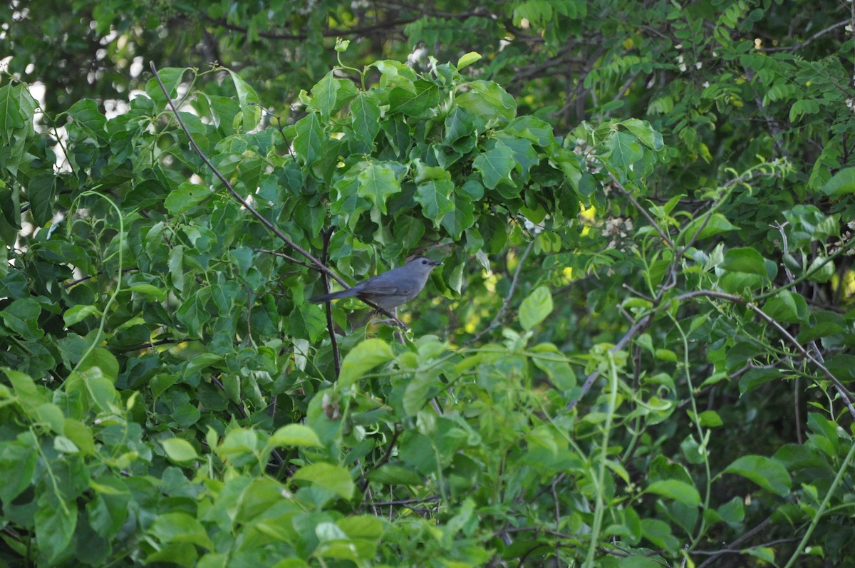 Gray Catbird - ML637095207