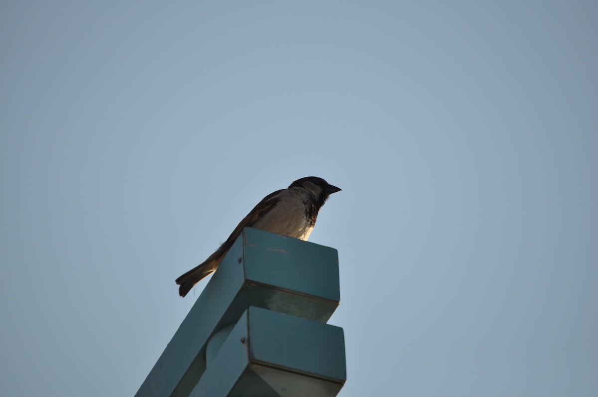 House Sparrow - ML637095216