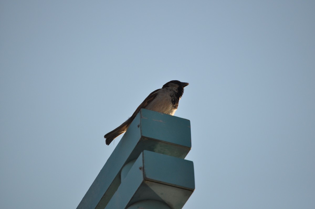 House Sparrow - ML637095217