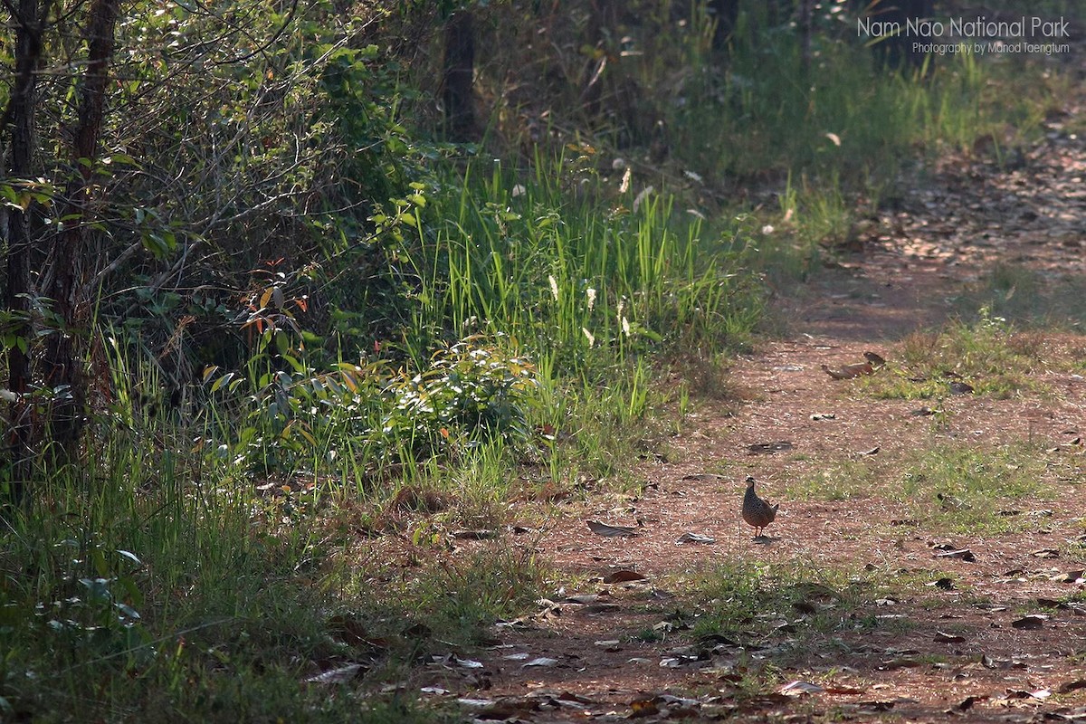 Chinese Francolin - ML637095243