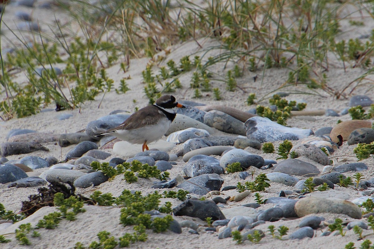 Common Ringed Plover - ML637095248