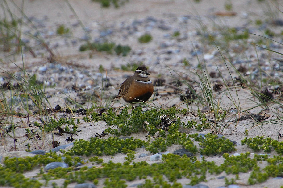 Eurasian Dotterel - ML637095265